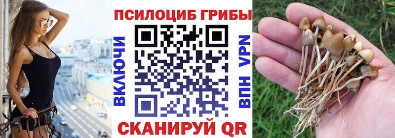 KRAKEN tor  Всеволожск  Псилоцибиновые грибы Psilocybe 